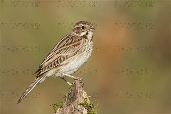 Reed Bunting