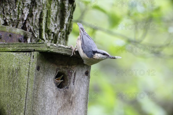 Eurasian Nuthatch