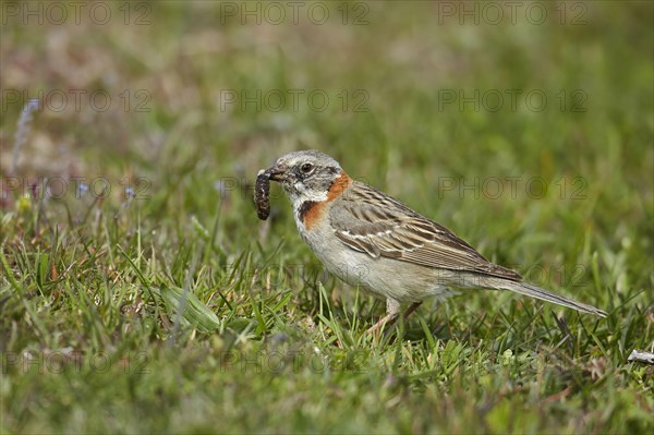 Morning Bunting