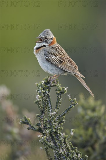 Morning Bunting