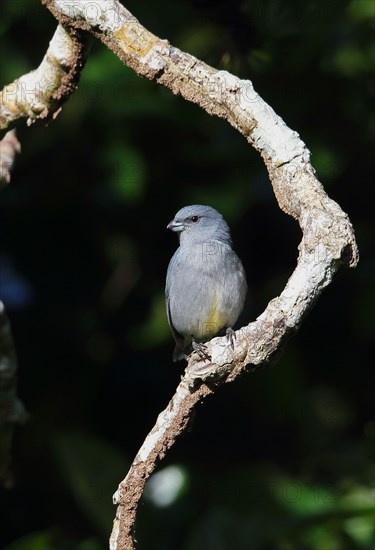 Jamaican Euphonia