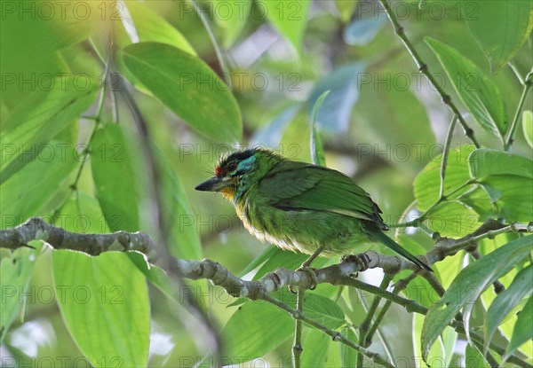 Black-browed Barbet