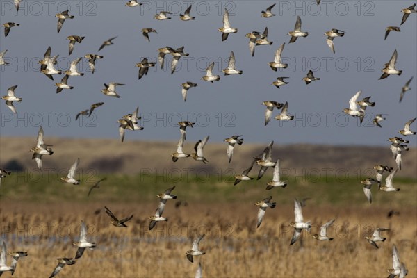 Winter plumage Golden Plover