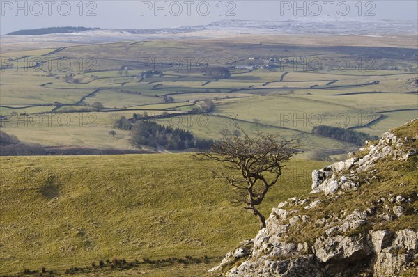 View of the uplands with the naked hawthorn tree growing on limestone rocks