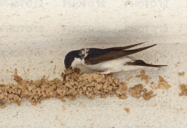 Common House Martin