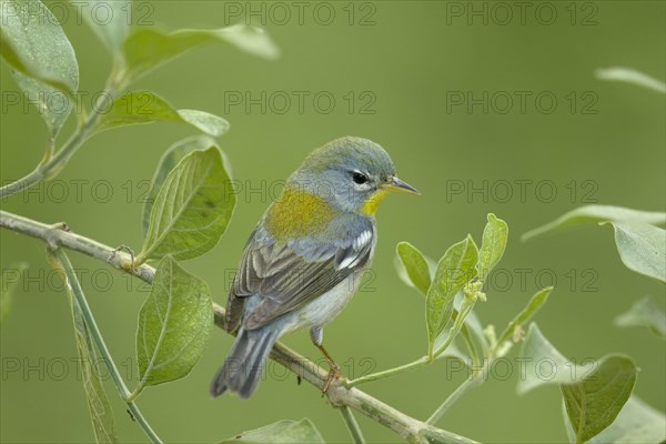 Northern Parula