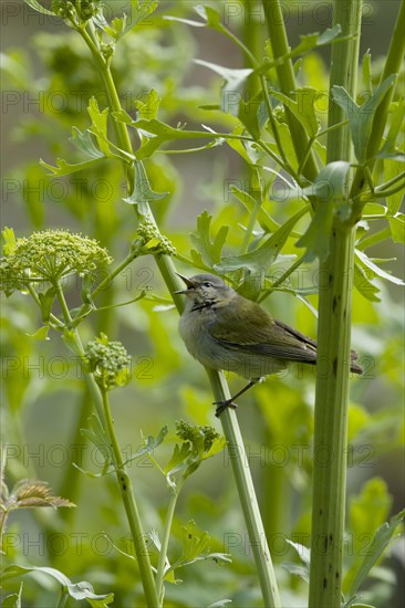 Tennessee Warbler