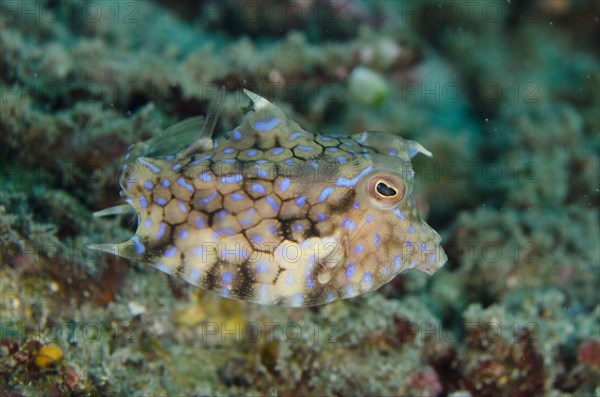 Thornback Cowfish