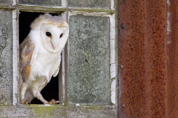 Common barn owl