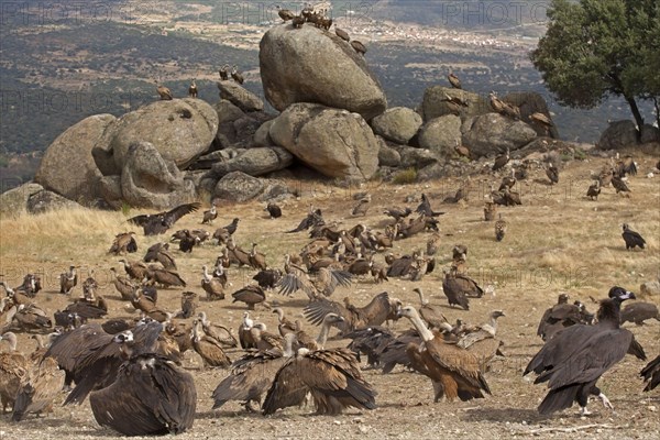 Eurasian Black Vulture