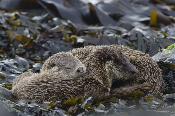 European Otter