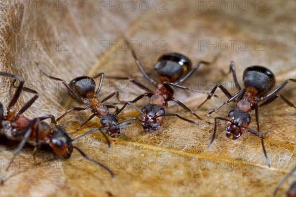 Southern Wood Ant