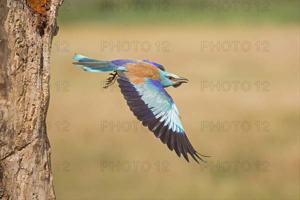 European Roller