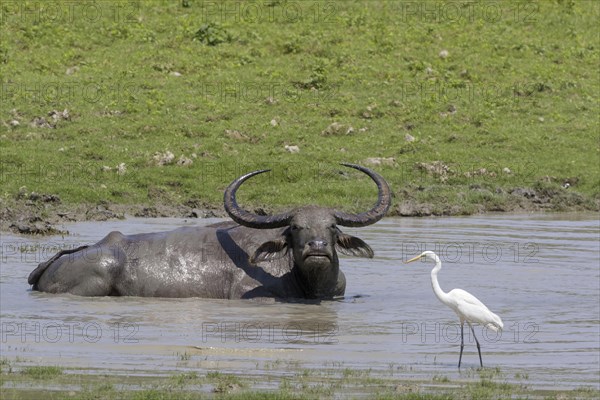 Water buffalo