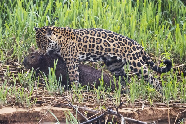 Adult south american jaguar