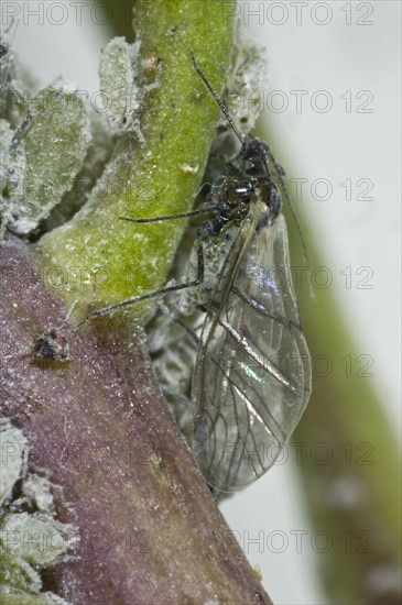 Mealy cabbage aphid