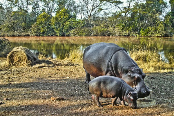 Hippo feeding