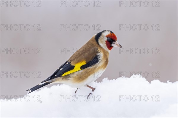 European goldfinch