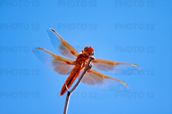 A flame skimmer