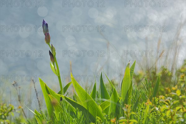 Siberian iris