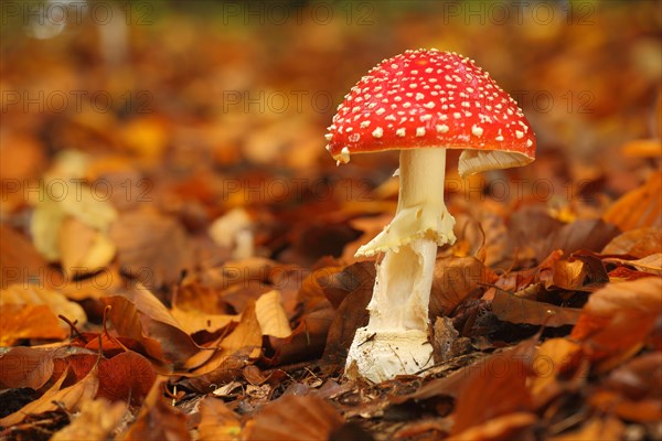 Fly agaric