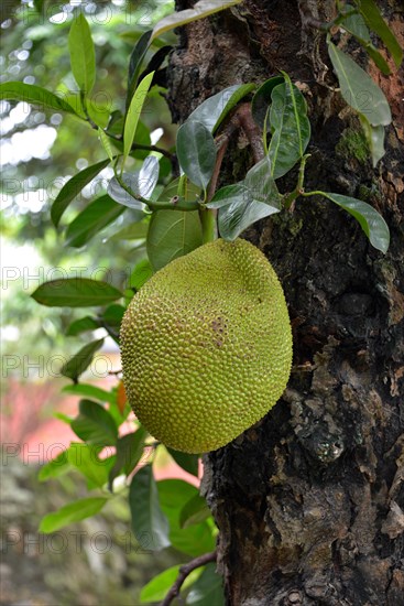 Jackfruit