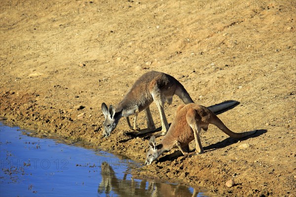 Red kangaroo