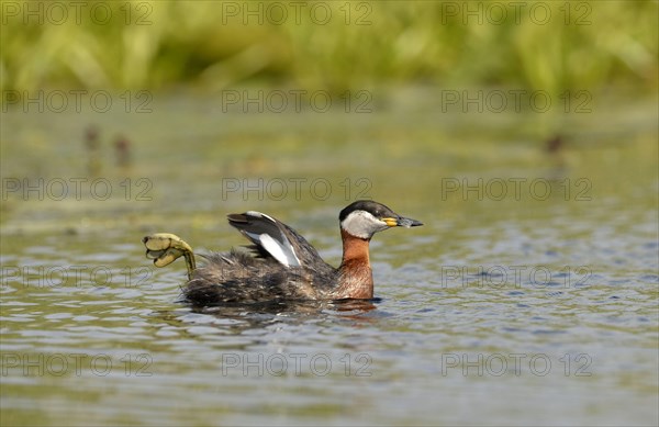 Red-necked Grebe