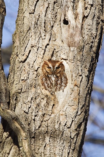 Eastern Screech-owl