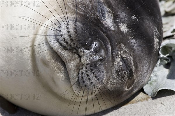 Southern elephant seal