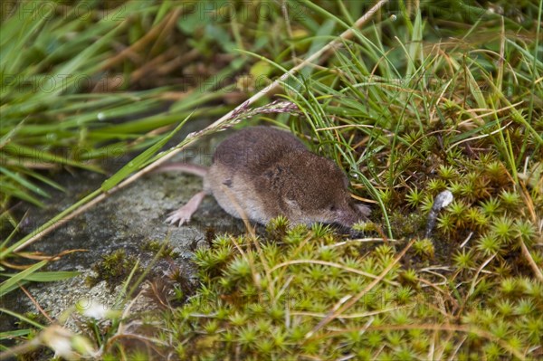 Pygmy Shrew photographed on the isle of Jura