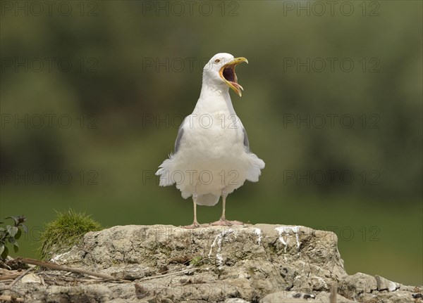 Caspian Gull