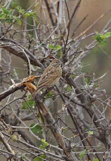 Adult Lark Bunting