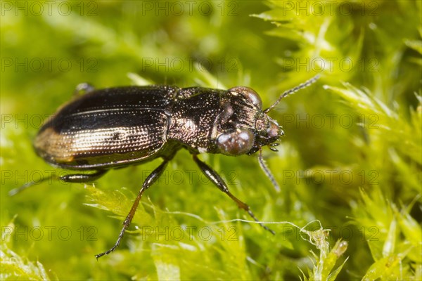 Big-eyed Bronze Ground Beetle