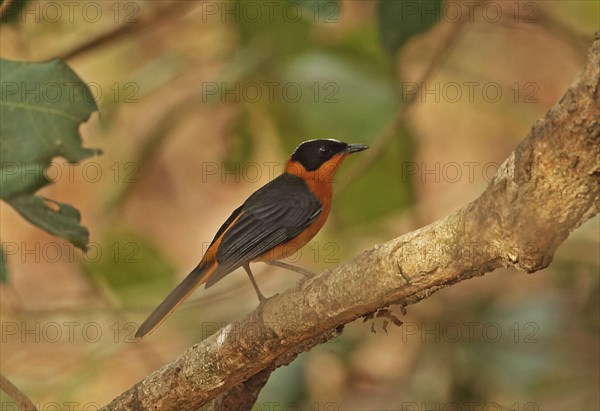 Adult female Snow-crowned snowy-crowned robin-chat