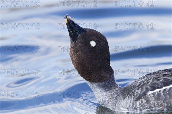 Common goldeneye