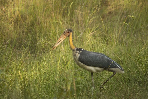 Lesser adjutant stork