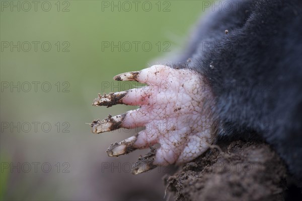 European mole