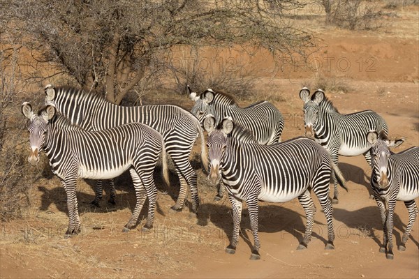 Grevy's grevy's zebra