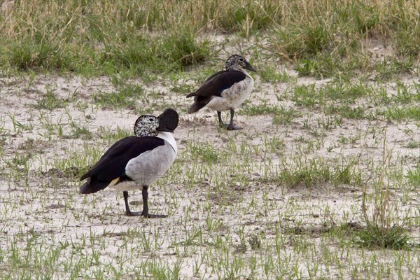 Mute Goose