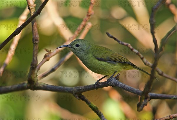 Green-tailed sunbird