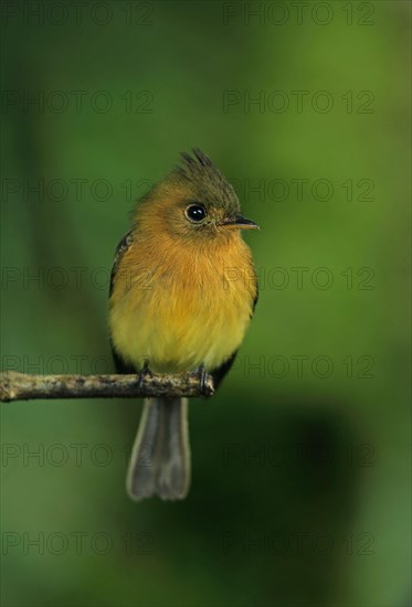 Northern Tufted Flycatcher