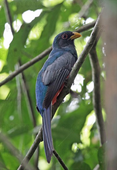 Black-tailed Trogon