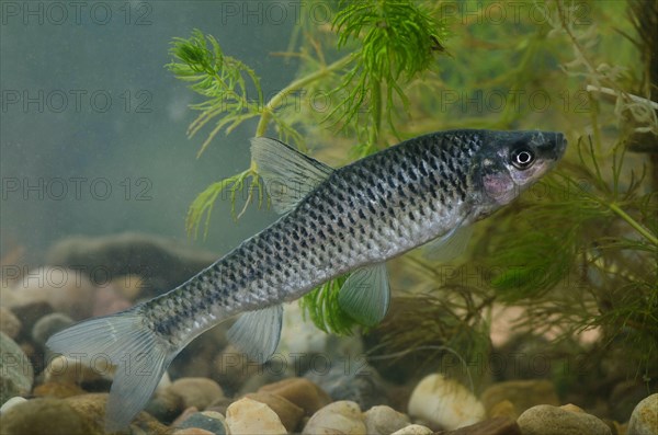 Topmouth Gudgeon