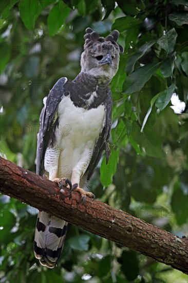 Harpy Eagle