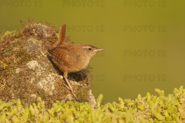 Eurasian Wren