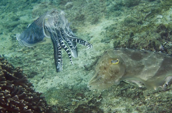 Broadclub cuttlefish