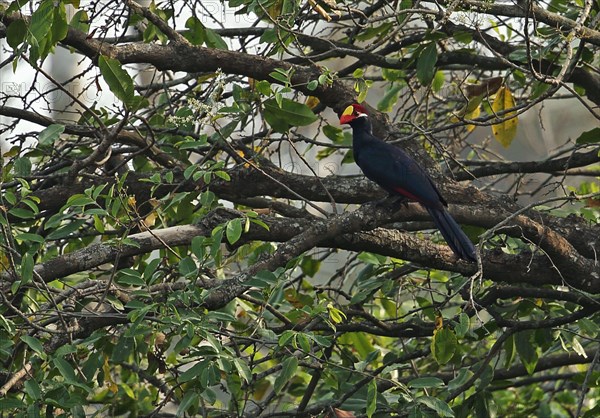 Violet Turaco