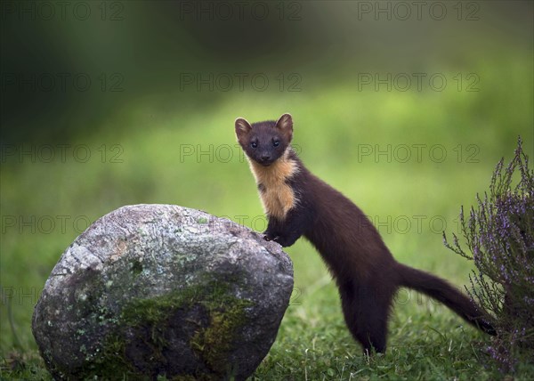 Pine Marten