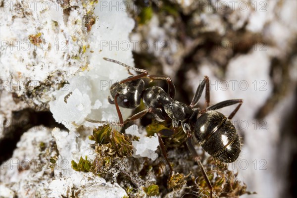 Ant